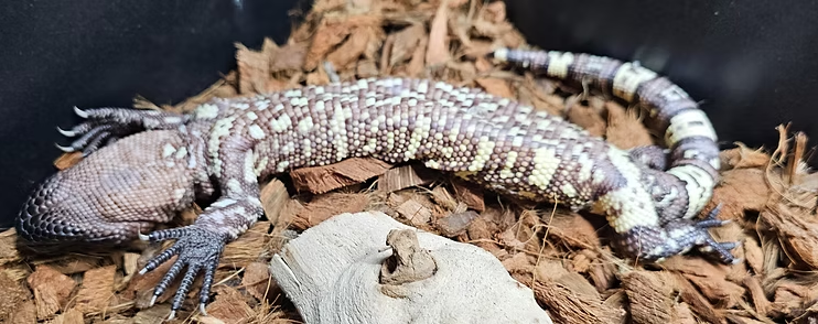 Paradox - Rio Fuerte Beaded Lizard - heloderma exasperatum